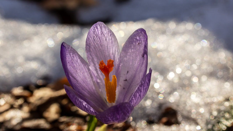 Sáfrány, Crocus sp.